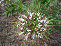 Polanisia dodecandra