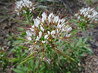 Flower cluster