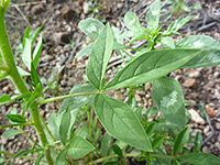 Redwhisker Clammyweed