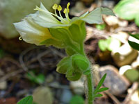 Hairy stem and sepals