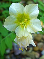 Green-centered flower