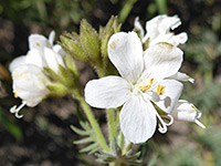 White petals