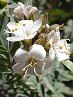 White flowers