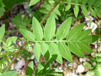 Pinnate leaf