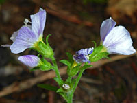 Pale purple flowers