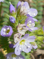 Flowers starting to wither