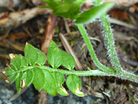 Sparsely hairy leaf