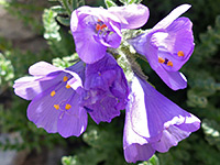 Polemonium viscosum