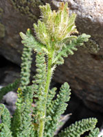 Glandular stem and leaves