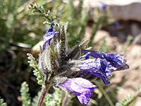 Withered blue flowers