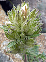 Bracts and withered flowers