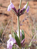 Two flowering nodes