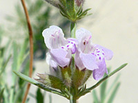 Pair of flowers