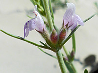 Buds and flowers