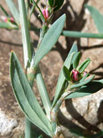 Polygonum aviculare