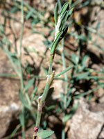 Top of a stem