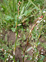 Polygonum douglasii