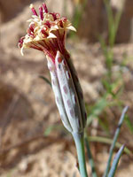 Phyllaries and florets