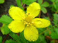 Silverweed