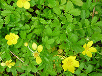 Flowers and leaves