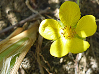 Yellow flower