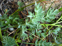 Brewer's Cinquefoil