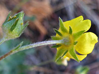 Sepals and epicalyx bracts