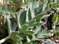 Hairy leaves