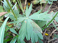 Mountain Meadow Cinquefoil