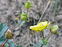 Flower and buds