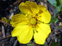 Potentilla glaucophylla