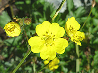 Slender Cinquefoil