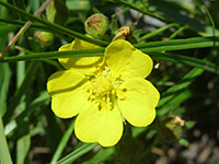 Slender cinquefoil