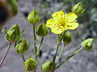 Buds and flower