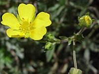 Potentilla hippiana