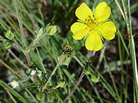 Woolly Cinquefoil