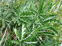 Palmate leaves