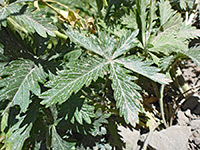 Beautiful Cinquefoil