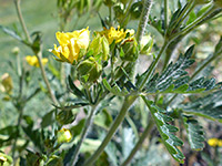 Buds and flower