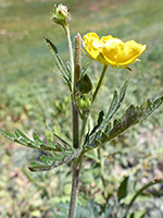 Upper stem leaf