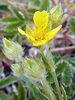 Buds and flower