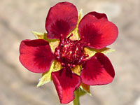 Potentilla thurberi