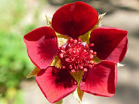 Broad red petals