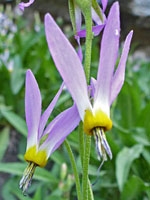 Scented shooting star