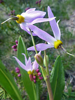 Buds and flowers