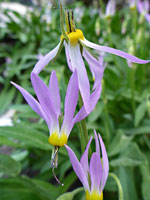 Pale purple petals