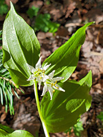 Pair of flowers