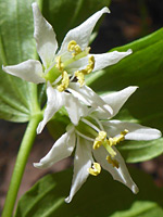 Prosartes trachycarpa