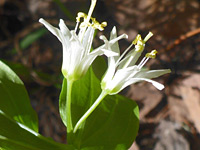 Roughfruit fairybells