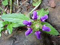 Prunella vulgaris